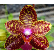 Орхидея Phal. Yaphon Star Diamond 6601 бабочка 1,7 - купить